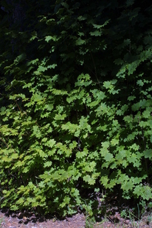 Acer circinatum, whole tree or vine - general