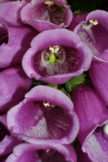 Digitalis purpurea, inflorescence - closeup of flower interior