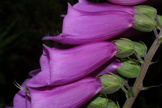Digitalis purpurea, inflorescence - lateral view of flower