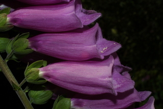 Digitalis purpurea, inflorescence - lateral view of flower