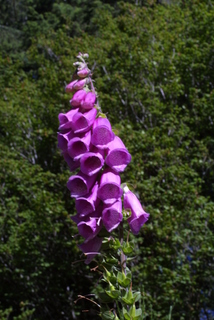 Digitalis purpurea, inflorescence - whole - unspecified