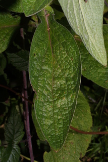 Digitalis purpurea, leaf - on upper stem