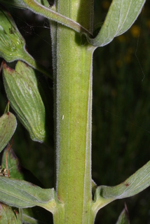Digitalis purpurea, stem - showing leaf bases