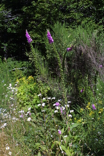Digitalis purpurea, whole plant - in flower - general view