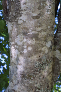 Alnus rubra, bark - of a medium tree or large branch