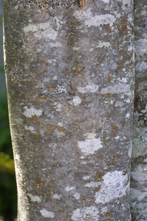 Cornus nuttallii, bark - of a medium tree or large branch
