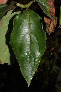 Cornus nuttallii, leaf - whole upper surface