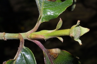 Cornus nuttallii, twig - orientation of petioles