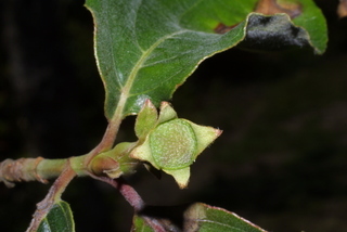 Cornus nuttallii, twig - unspecified