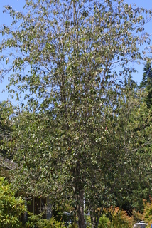 Cornus nuttallii, whole tree or vine - general