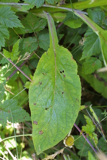 Digitalis purpurea, leaf - basal or on lower stem