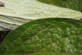 Digitalis purpurea, leaf - margin of upper + lower surface