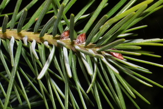 Pseudotsuga menziesii, twig - showing attachment of needles