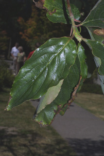 Cornus nuttallii, leaf - showing orientation on twig
