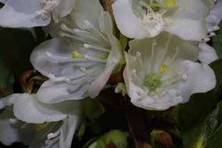 Rhododendron albiflorum, inflorescence - frontal view of flower