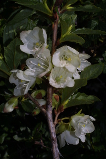 Rhododendron albiflorum, inflorescence - whole - unspecified