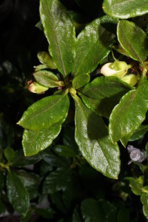 Rhododendron albiflorum, leaf - showing orientation on twig