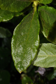 Rhododendron albiflorum, leaf - whole upper surface