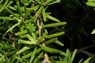 Tsuga mertensiana, leaf - entire needle