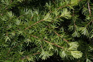 Tsuga mertensiana, leaf - showing orientation on twig