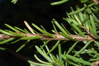 Tsuga mertensiana, twig - showing attachment of needles