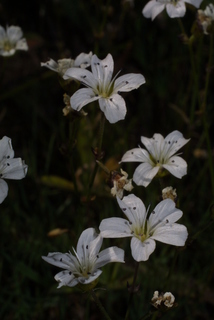 Arenaria capillaris, inflorescence - lateral view of flower