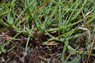 Arenaria capillaris, leaf - basal or on lower stem