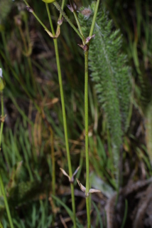Arenaria capillaris, stem - showing leaf bases
