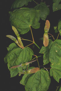 Acer circinatum, fruit - as borne on the plant