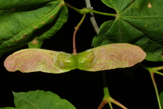 Acer circinatum, fruit - lateral or general close-up