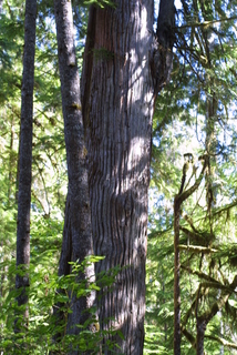 Thuja plicata, bark - of a large tree