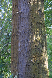 Populus trichocarpa, bark - of a large tree