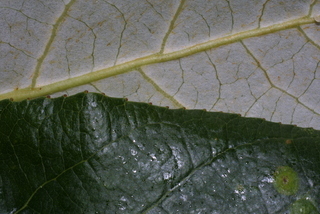 Populus trichocarpa, leaf - margin of upper + lower surface