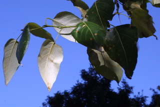 Populus trichocarpa, leaf - showing orientation on twig
