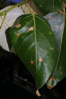 Populus trichocarpa, leaf - whole upper surface