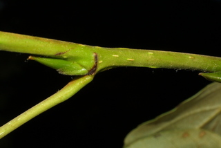 Populus trichocarpa, twig - orientation of petioles