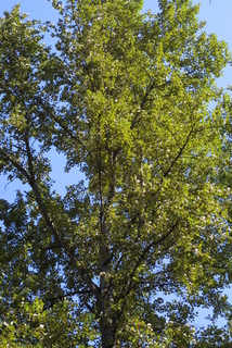Populus trichocarpa, whole tree or vine - general