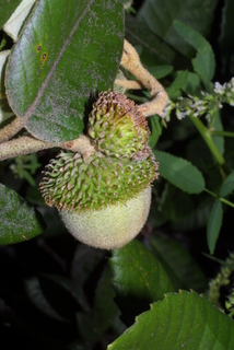 Lithocarpus densiflorus, fruit - as borne on the plant