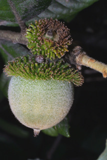 Lithocarpus densiflorus, fruit - lateral or general close-up