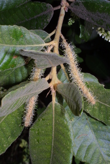 Lithocarpus densiflorus, inflorescence - whole - male