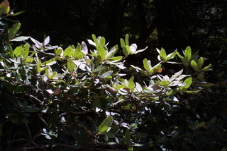 Lithocarpus densiflorus, leaf - showing orientation on twig