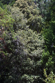 Lithocarpus densiflorus, whole tree or vine - general
