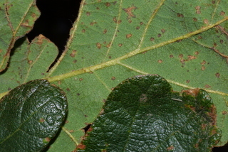 Quercus garryana, leaf - margin of upper + lower surface