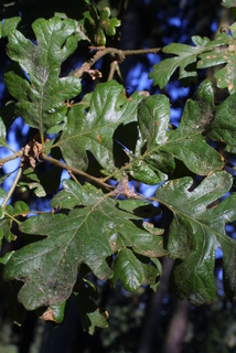 Quercus garryana, leaf - showing orientation on twig