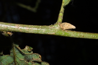 Quercus garryana, twig - close-up winter leaf scar/bud
