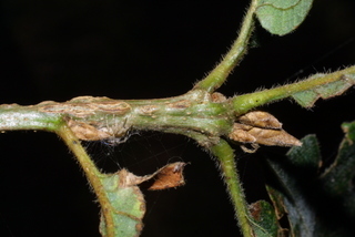 Quercus garryana, twig - close-up winter terminal bud