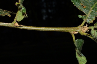 Quercus garryana, twig - orientation of petioles