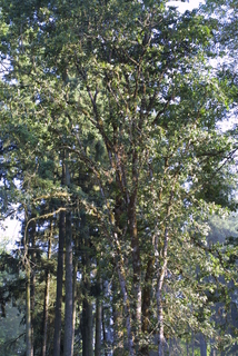 Quercus garryana, whole tree or vine - general