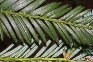 Sequoia sempervirens, leaf - entire needle