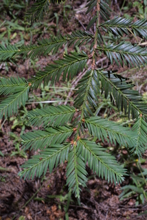 Sequoia sempervirens, leaf - showing orientation on twig